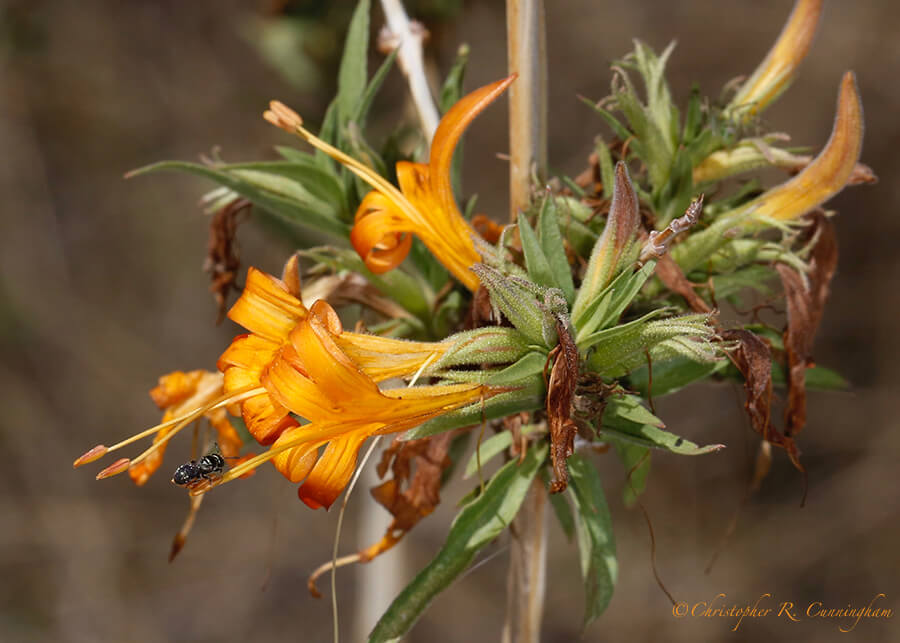 Desert honeysuckle, Cave Creek Canyon, Arizona