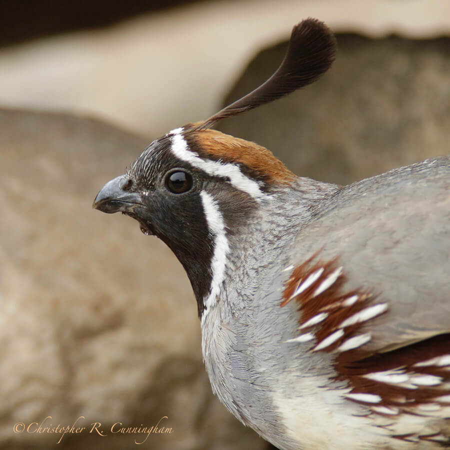 Drinking Male Gambel's Quail, Franklin Mountains State Park, West Texas