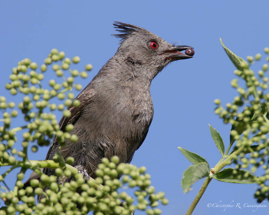 Female Phainpepla wiht elderberry, Portal, Arizona