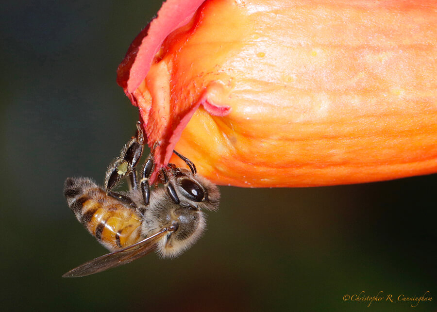 Honey Bee on Trumpet Vine Flower, Portal, Arizona