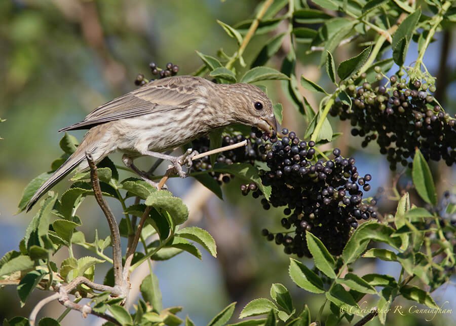 House finch eating elderberries, Portal, Arizona