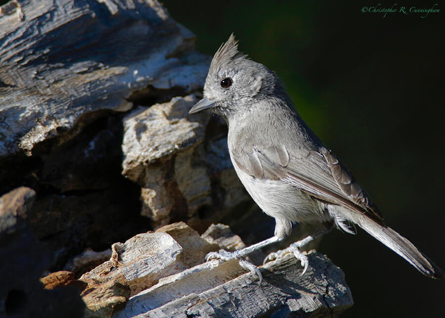 Juniper Titmouse, Portal, Arizona