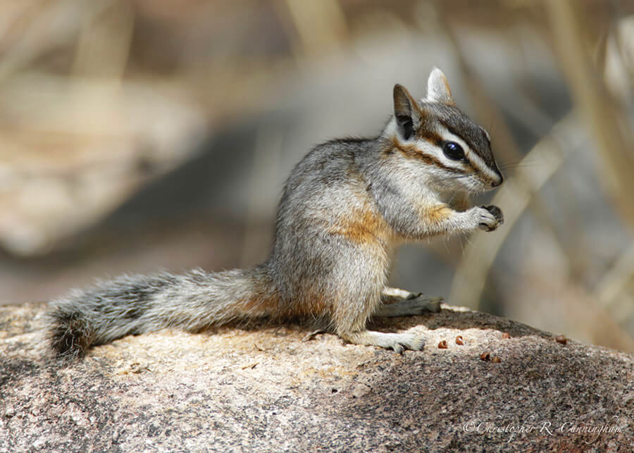 Least Chipmunk, Cave Creek Canyon, Arizona