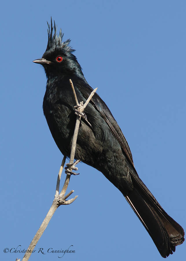 Male Phainopepla on Elderberry branch, Portal, Arizona