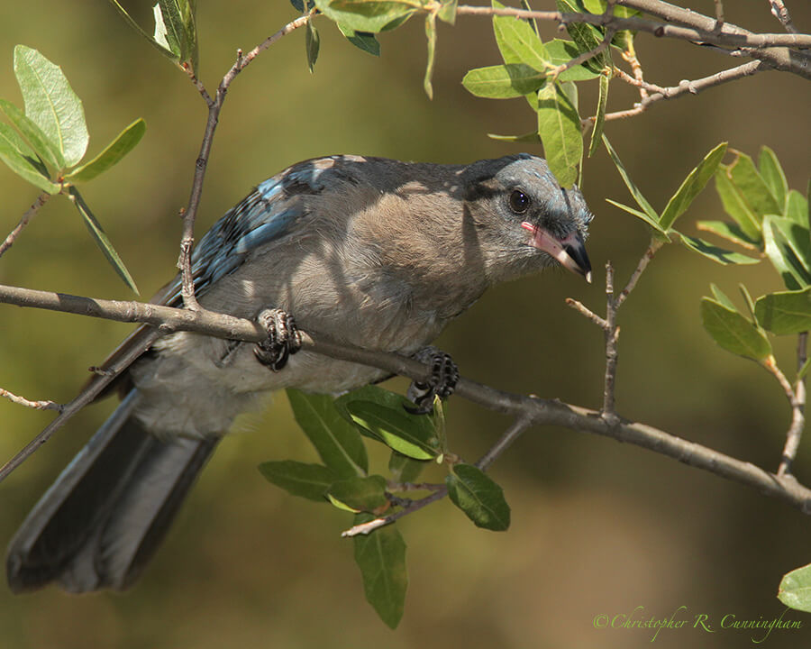 Mexican Jay, Cave Creek Canyon, Arizona