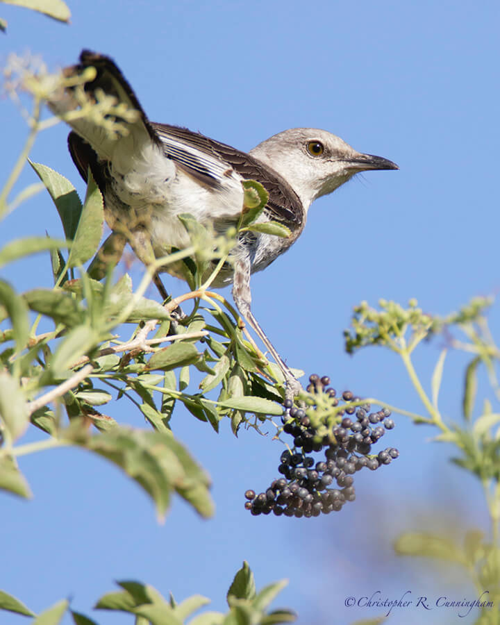 Northern Mockingbird on Elderberry, Portal, Arizona