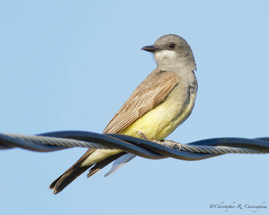 Western Kingbird, Portal, Arizona