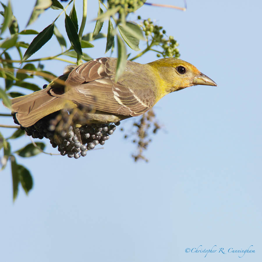 Summer 2018: A Western Tanager sits atop a cluster of elderberries. Portal, Arizona.