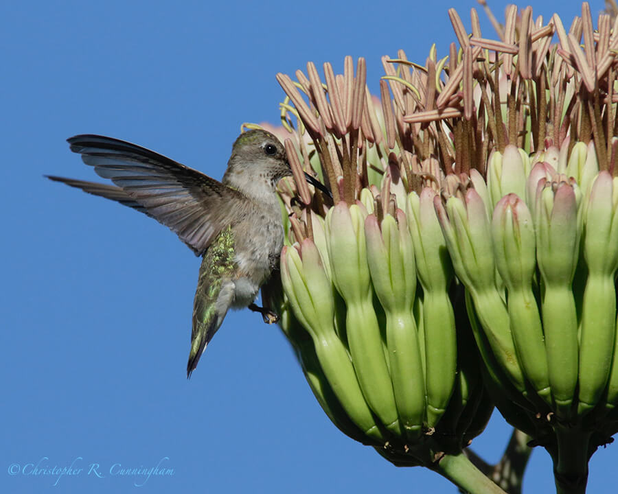 Anna's Hummingbird on Agave Bloom Stalk, Cathedral Vista, Cave Creek Canyon, Arizona