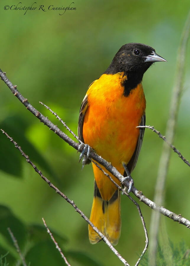 Male Baltimore Oriole, Quintana Neotropical Migrant Bird Sanctuary, Texas