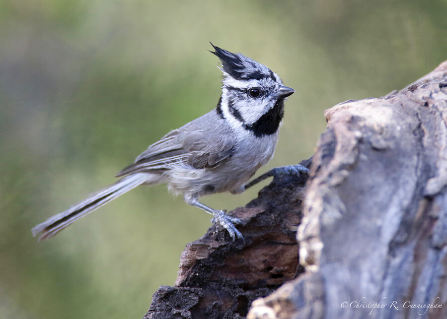 Bridled Titmouse, Portal, Arizona