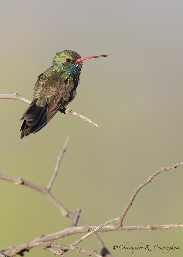 Broad-billed Hummingbird, Cave Creek Canyon, Arizona