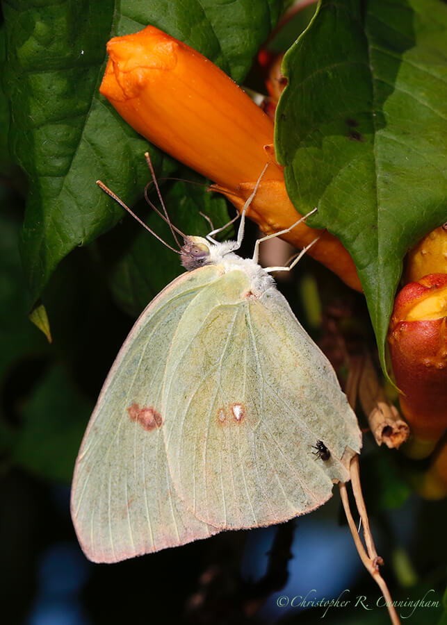 Cloudless Sulphur on Trumpet Vine, Cave Creek Canyon, Arizona