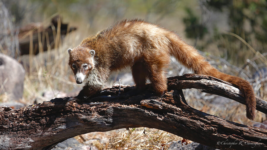 White-nosed coati, Cave Creek Canyon, Arizona