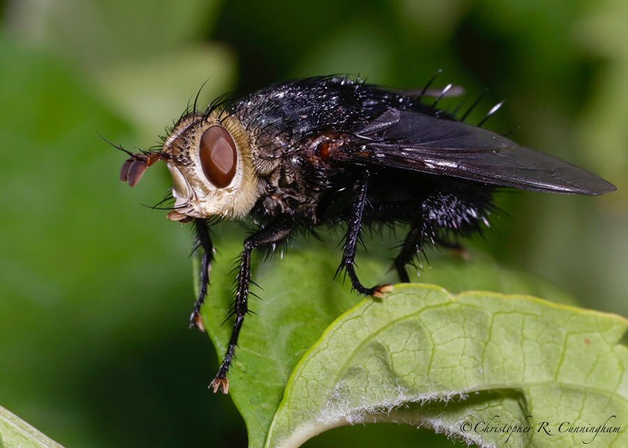 Flesh fly, Cave Creek Canyon, Arizona