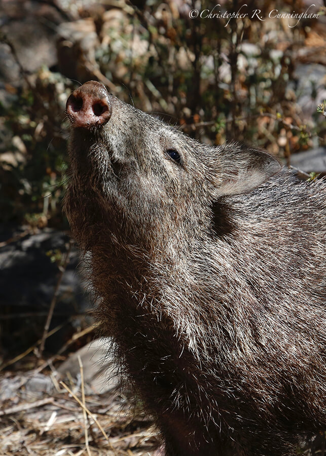 Javalina, Cave Creek Canyon, Arizona