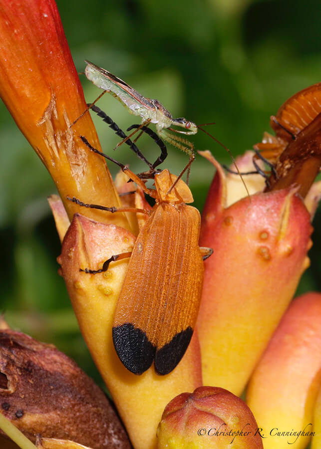 A Seed-bug(?) Confronts a Net-winged Beetle, Cave Creek Canyon, Arizona