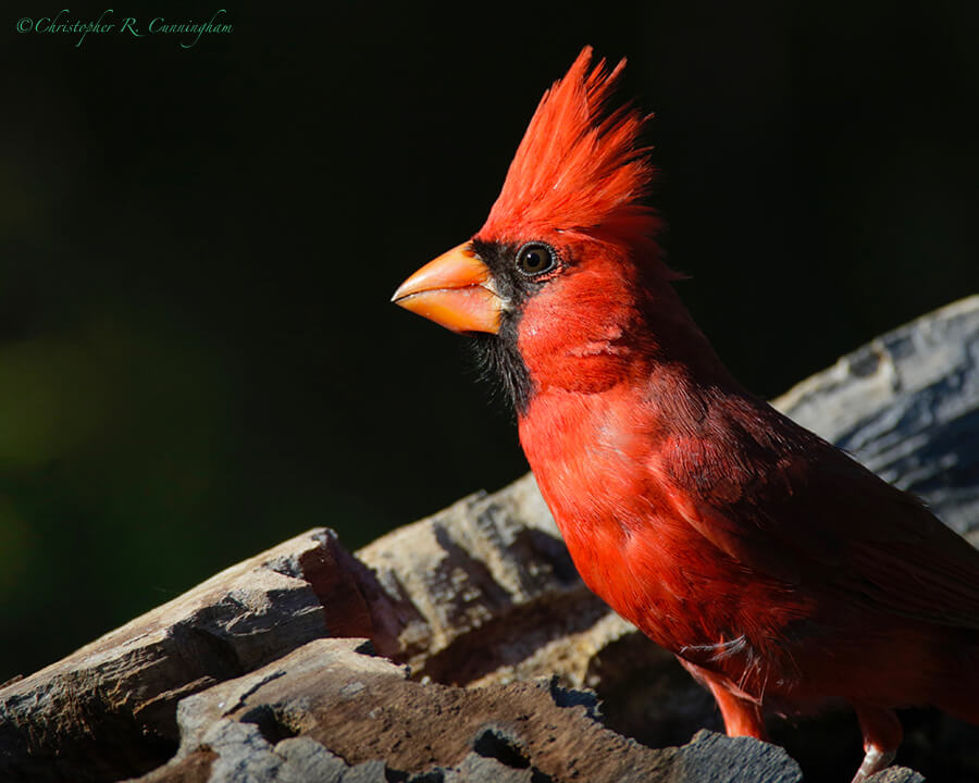 Northern Cardinal, Portal, Arizona