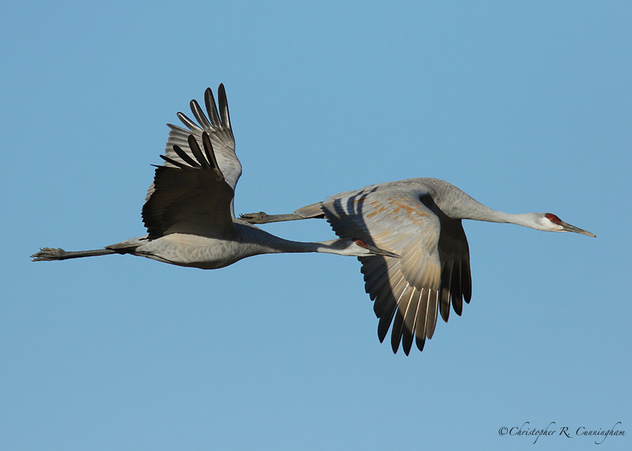 Sandhill Cranes in Flight, San Bernardo National Wildlife Refuge, New Mexico