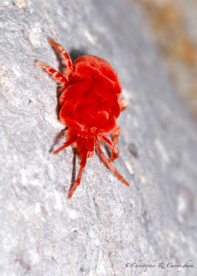 Velvet mite, Cave Creek Canyon, Arizona