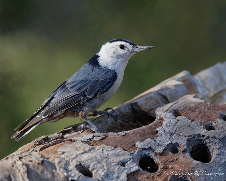 White-breasted Nuthatch, Portal, Arizona