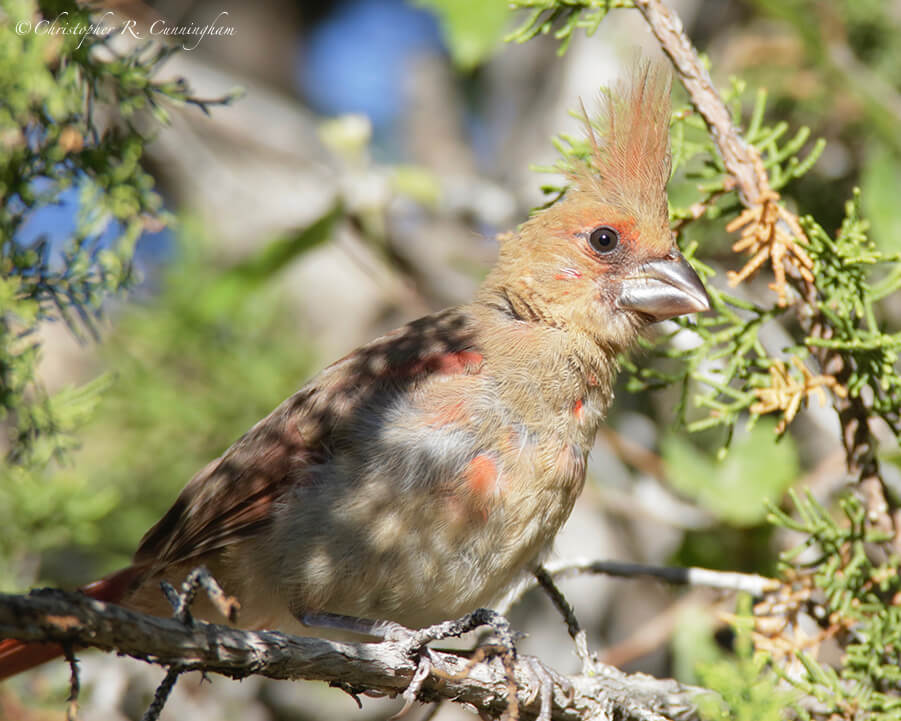 Fledgling Male Northern Cardinal, Cave Creek Canyon, Arizona