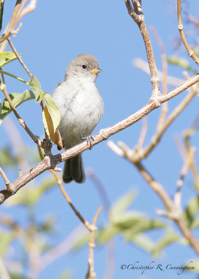 Fledgling Verdin, Cave Creek Canyon, Arizona