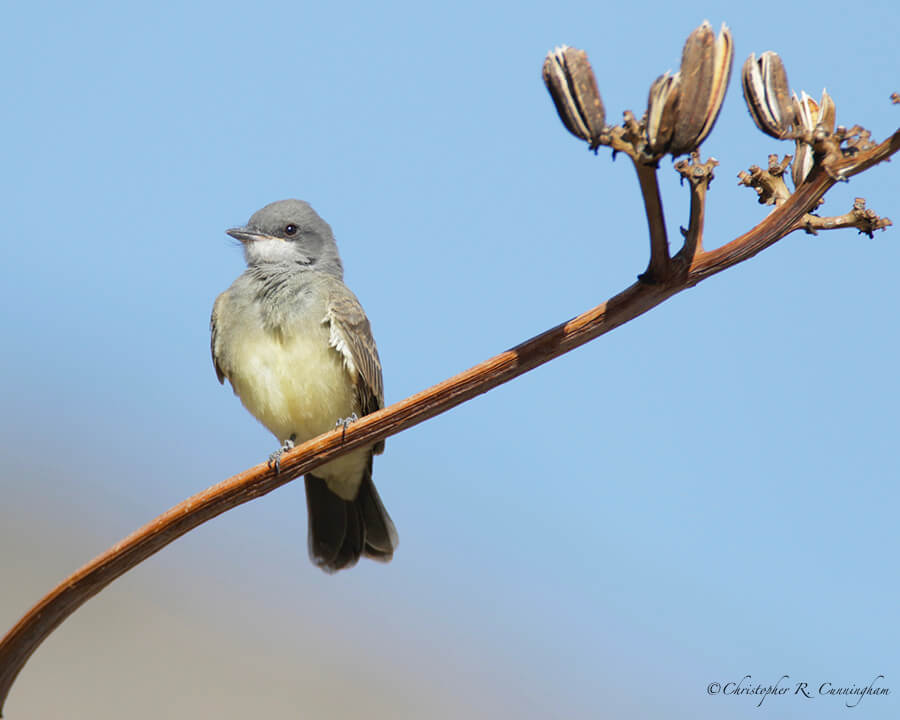 Fledgling Western Kingbird, Cave Creek Canyon, Arizona