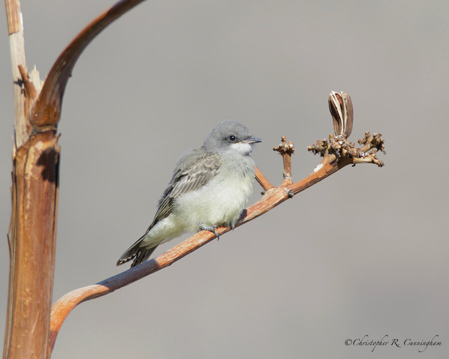 Fledgling Western Kingbird, Cave Creek Canyon, Arizona