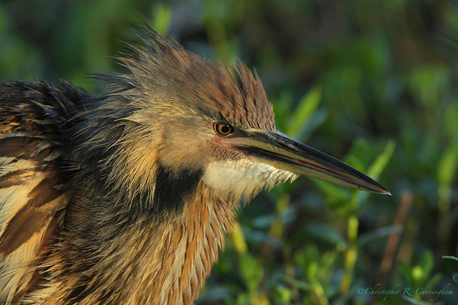 American Bittern, 40-acre Lake, Brazos Bend State Park, Texas