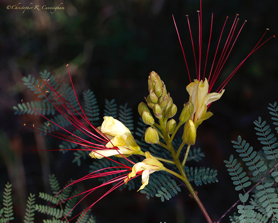 Desert Bird of Paradise, Cave Creek Canyon, Arizona