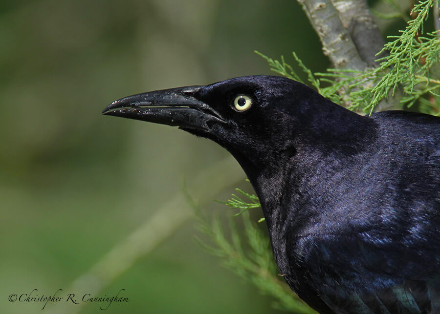 Grackle, Corps. Woods, Galveston Island, Texas