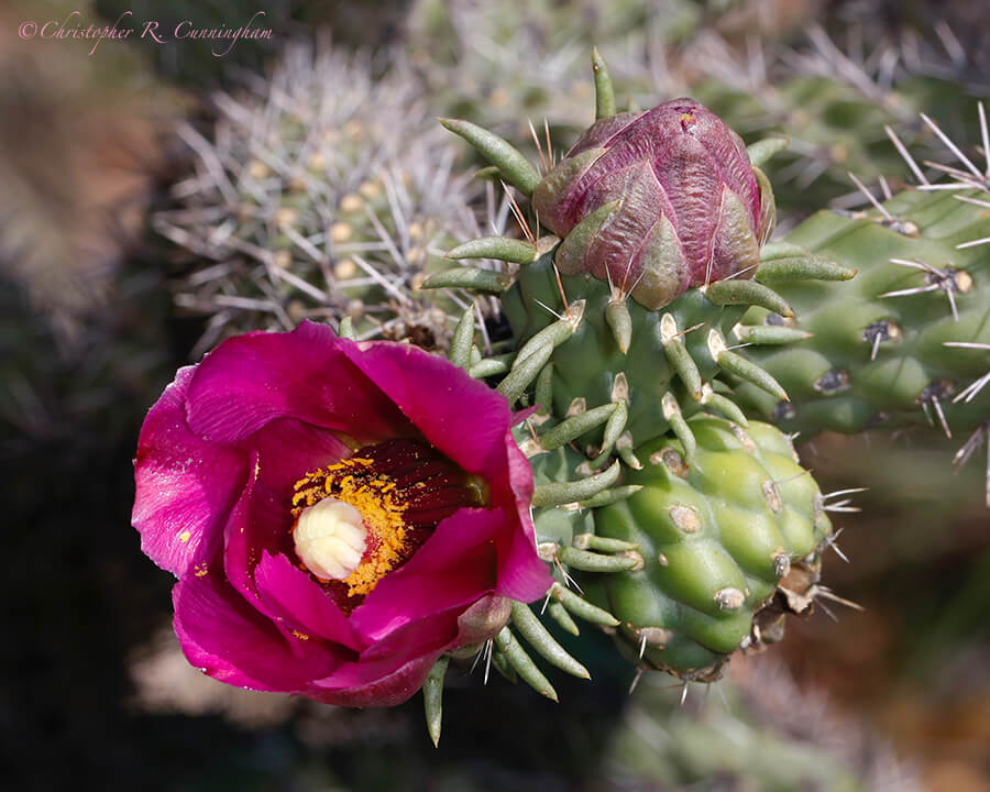 Staghorn Cholla, Cave Creek Canyon, Arizona