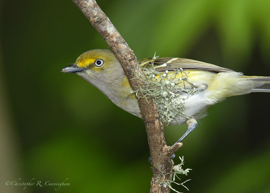 White-eyed Vireo, Laffite's Cove, Galveston Island, Texas