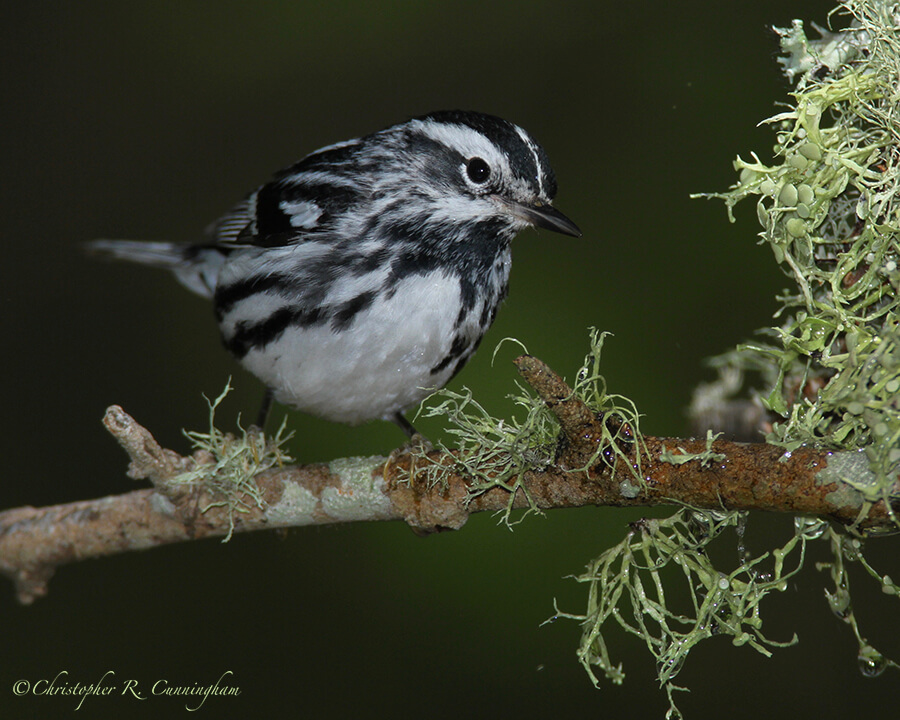 Black and White Warbler, Lafitte's Cove, Galveston Island, Texas