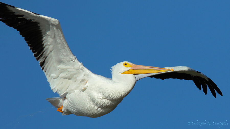 American White Pelican, Fiorenza Park, Houston, Texas