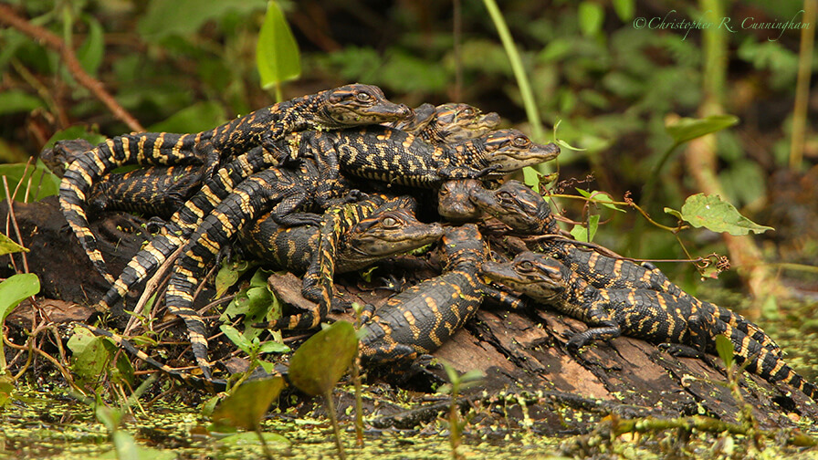 Baby Alligators, Pilant Lake, Brazos Bend State Park, Texas