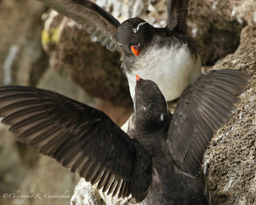 Parakeet Auklets Battle, St. Paul Island, Pribilof Islands, Alaska