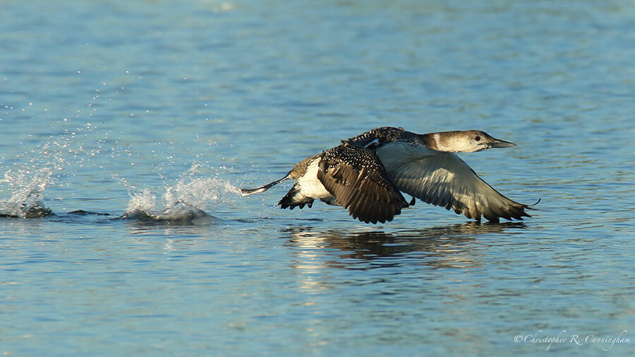 Common Loon Takeoff, Offatt's Bayou, Galveston Island, Texas