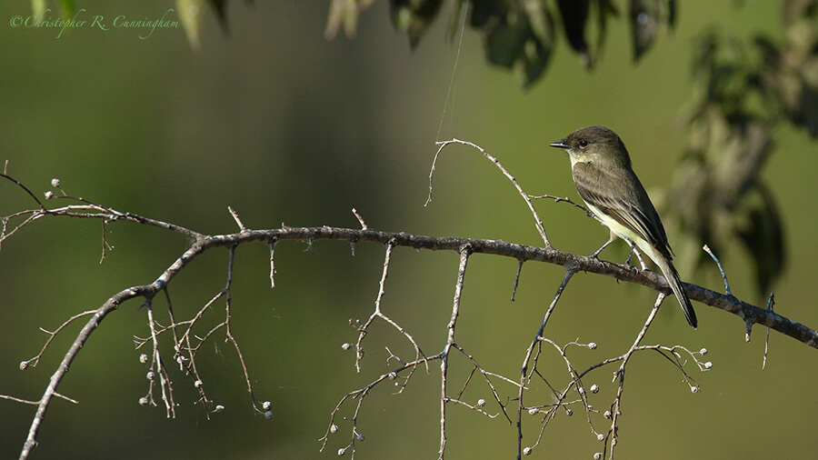 Eastern Phoebe, Brazos Bend State Park, Texas