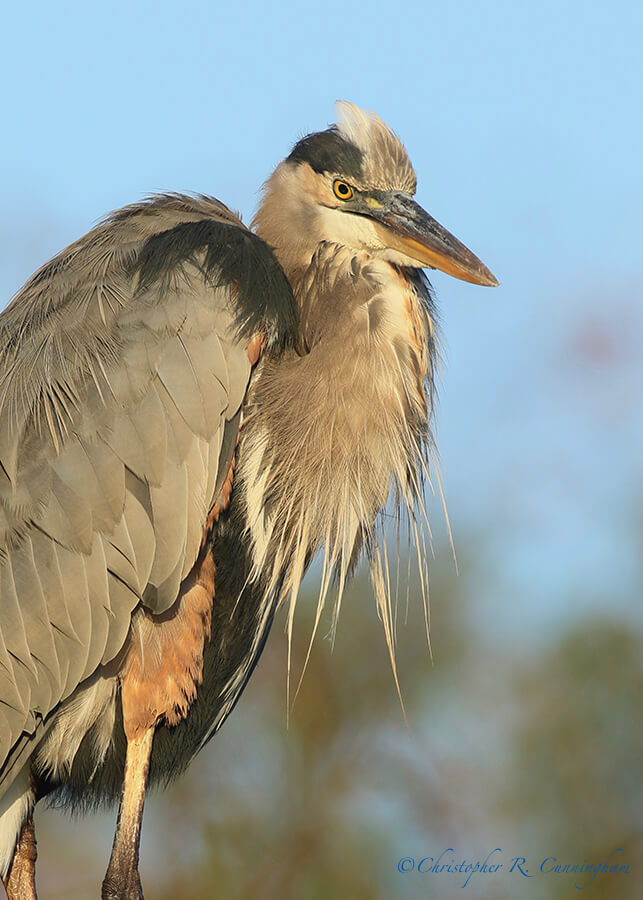 Portrait Great Blue Heron, Pilant Lake, Brazos Bend State Park, Texas