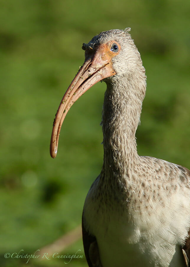 Young White Ibis, Brazos Bend State Park, Texas