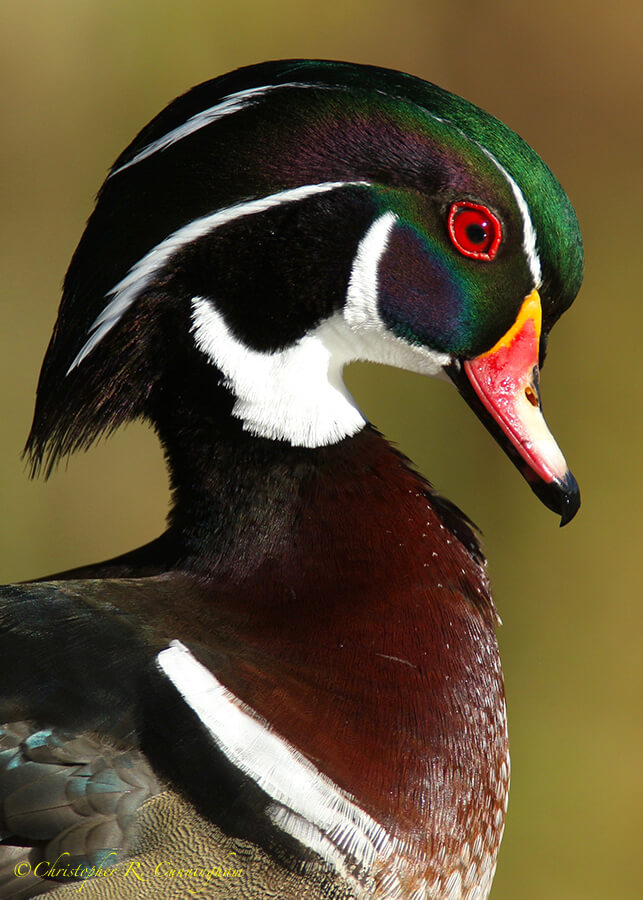 Portrait: Wood Duck Drake, Socorro, New Mexico