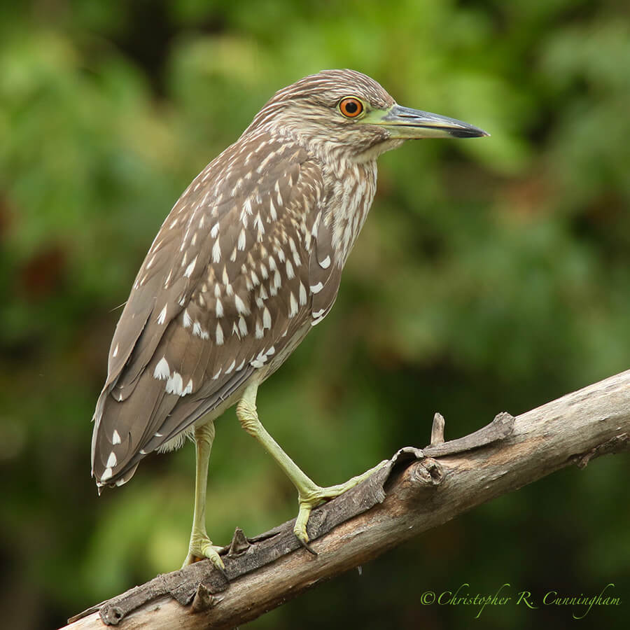 Young Black-crowned Night-Heron, Paradise Pond, Port Aransas, Texas