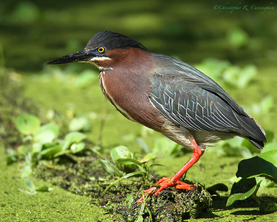 Green Heron in Breeding Colors, Pilant Lake, Brazos Bend State Park, Texas