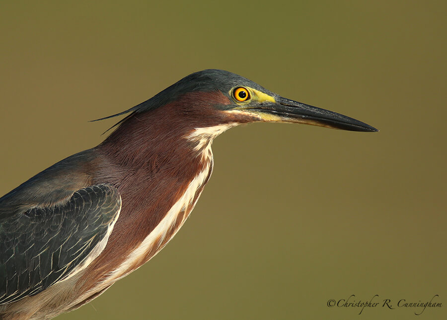 Green Heron, Fiorenza Park, Houston, Texas