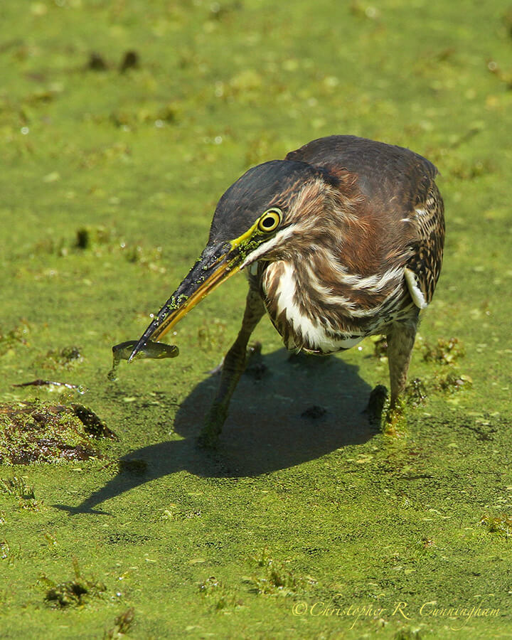 Green Heron with Fish, Elm Lake, Brazos Bend State Park, Texas