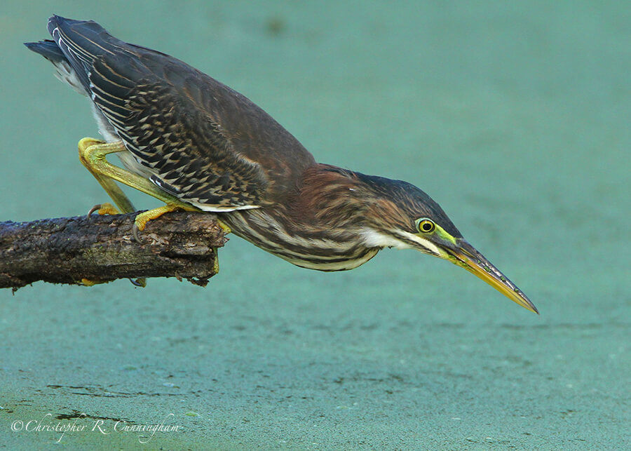 Green Heron, Elm Lake, Brazos Bend State Park, Texas