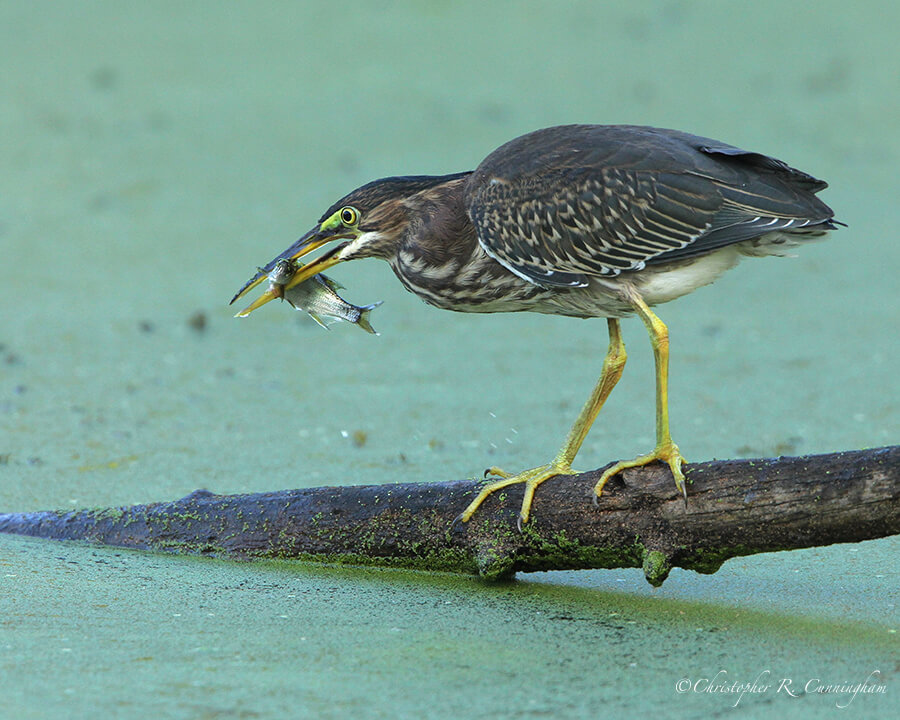Green Heron with Shad, Elm Lake, Brazos Bend State, Texas