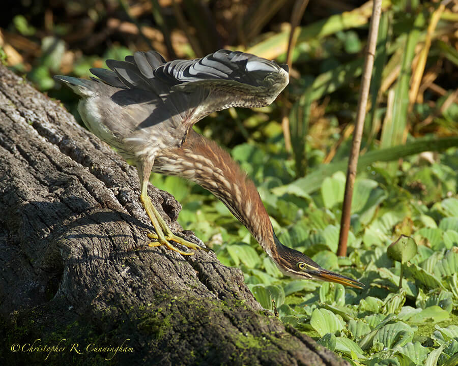 Stretching Green Heron, Pilant Slough, Brazos Bend State Park, Texas